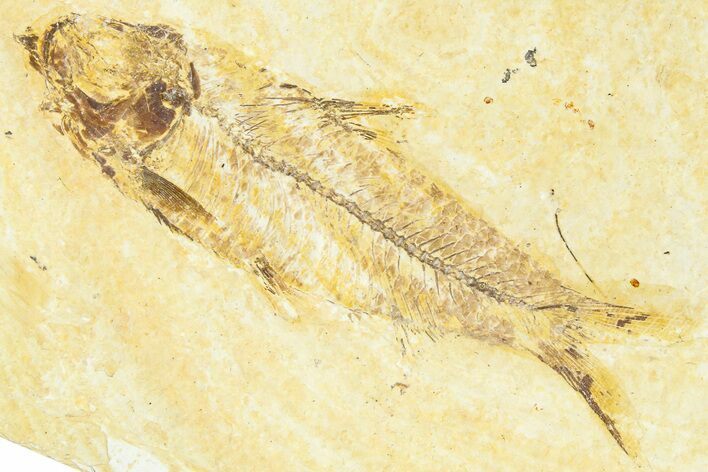 Detailed Fossil Fish (Knightia) - Wyoming #367485